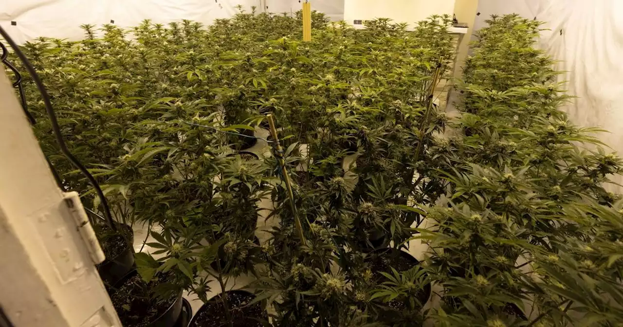 Hundreds of cannabis plants worth £350k found in disused pub