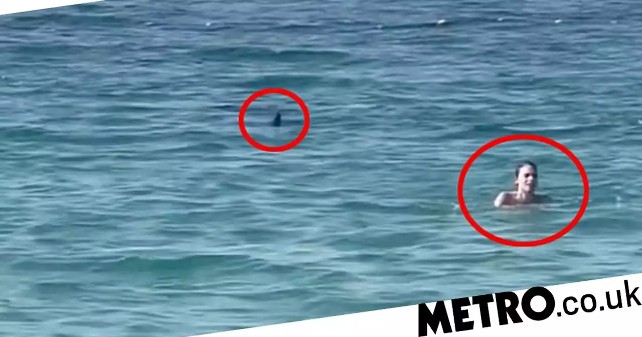 Shark stalks swimmers from just metres away in Dubai sea