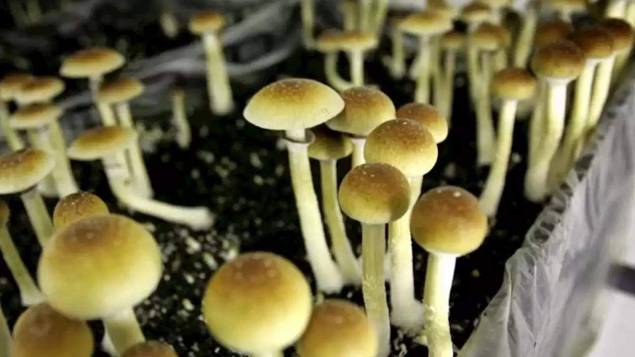 Berkeley Health Commissioners Recommend Decriminalization of Use of Hallucinogens