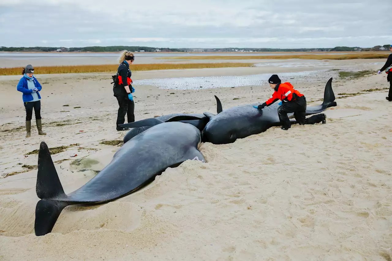 Pilot Whale Calf Dies After Group Stuck Near Shore in Eastham