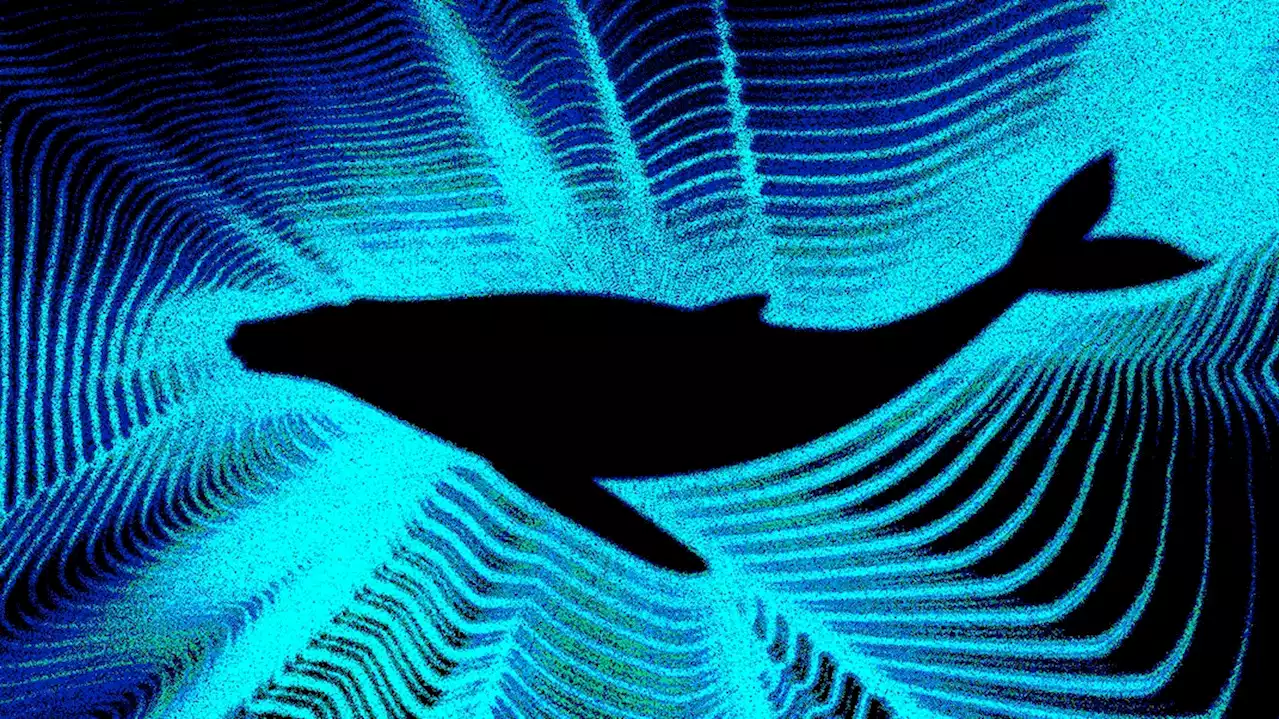 How a Marine Biologist Remixed Whalesong