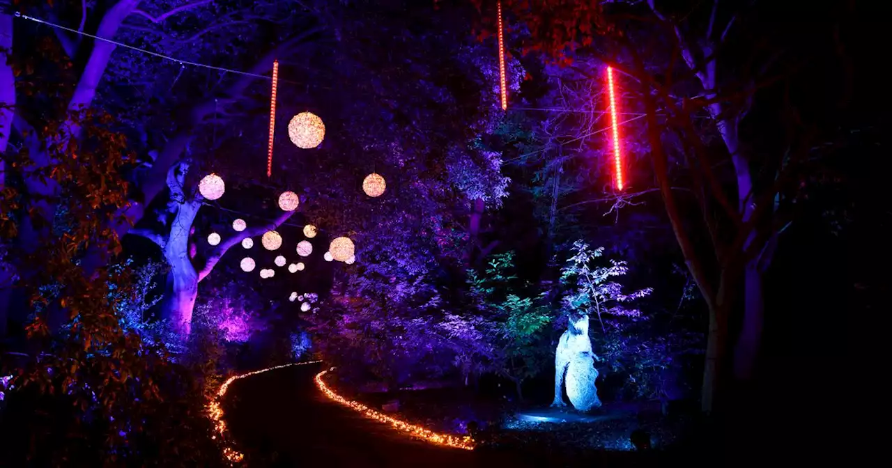 First look as Wollaton Hall's Christmas light show returns