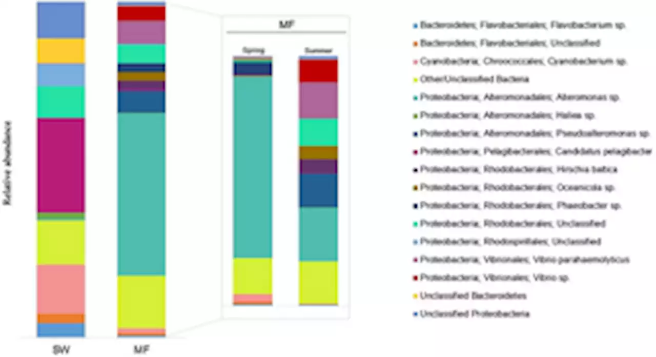 Vibrio spp and other potential pathogenic bacteria associated to microfibers in the North-Western Mediterranean Sea