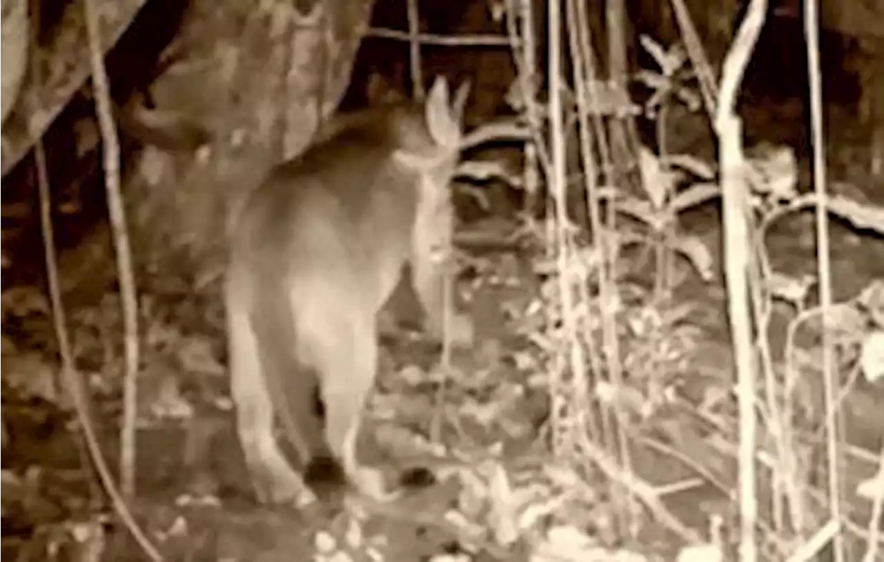 Onça-parda é flagrada pela primeira vez no Parque Estadual de Ilha Grande