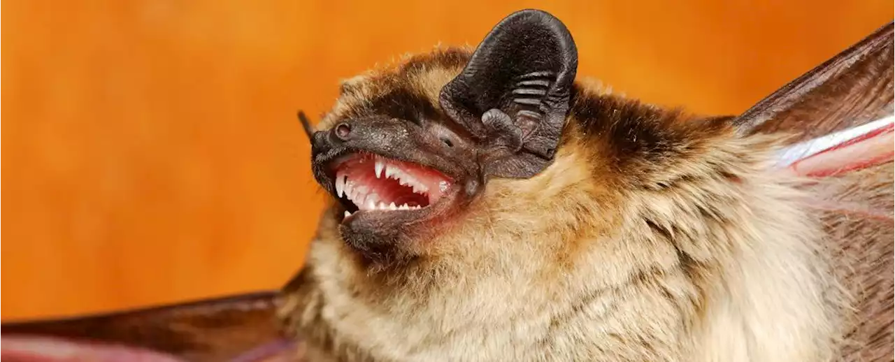 Bats Growl at Each Other Like Death Metal Singers And It's Probably Not Out of Love