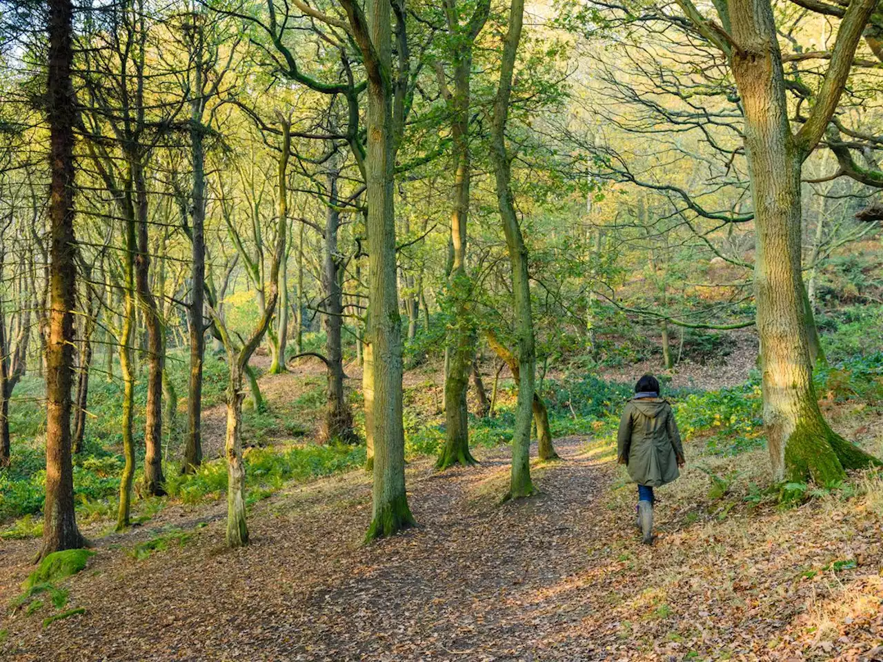 Expanding freedom to roam to woods could ‘unlock’ nature for poor communities