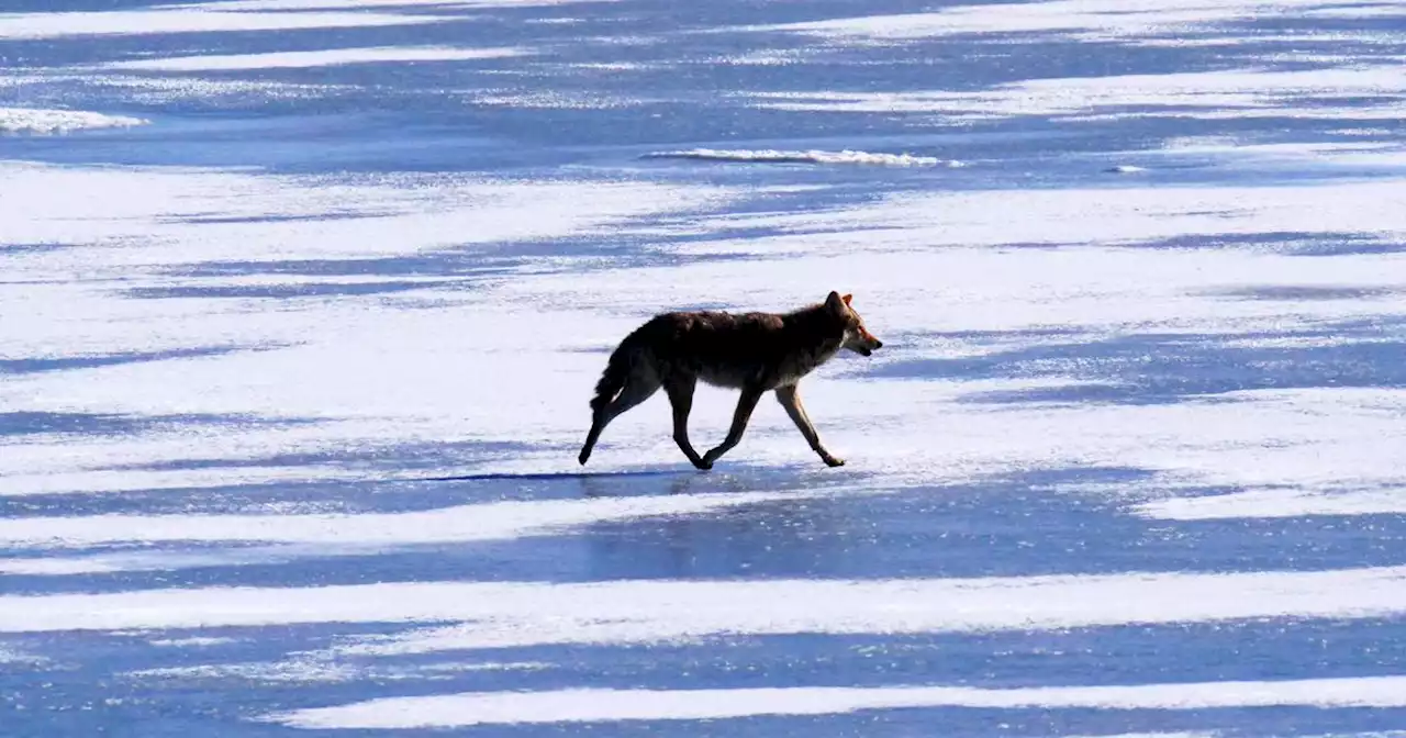 Should Utah pay $50 bounties on coyotes killed in controversial contests?