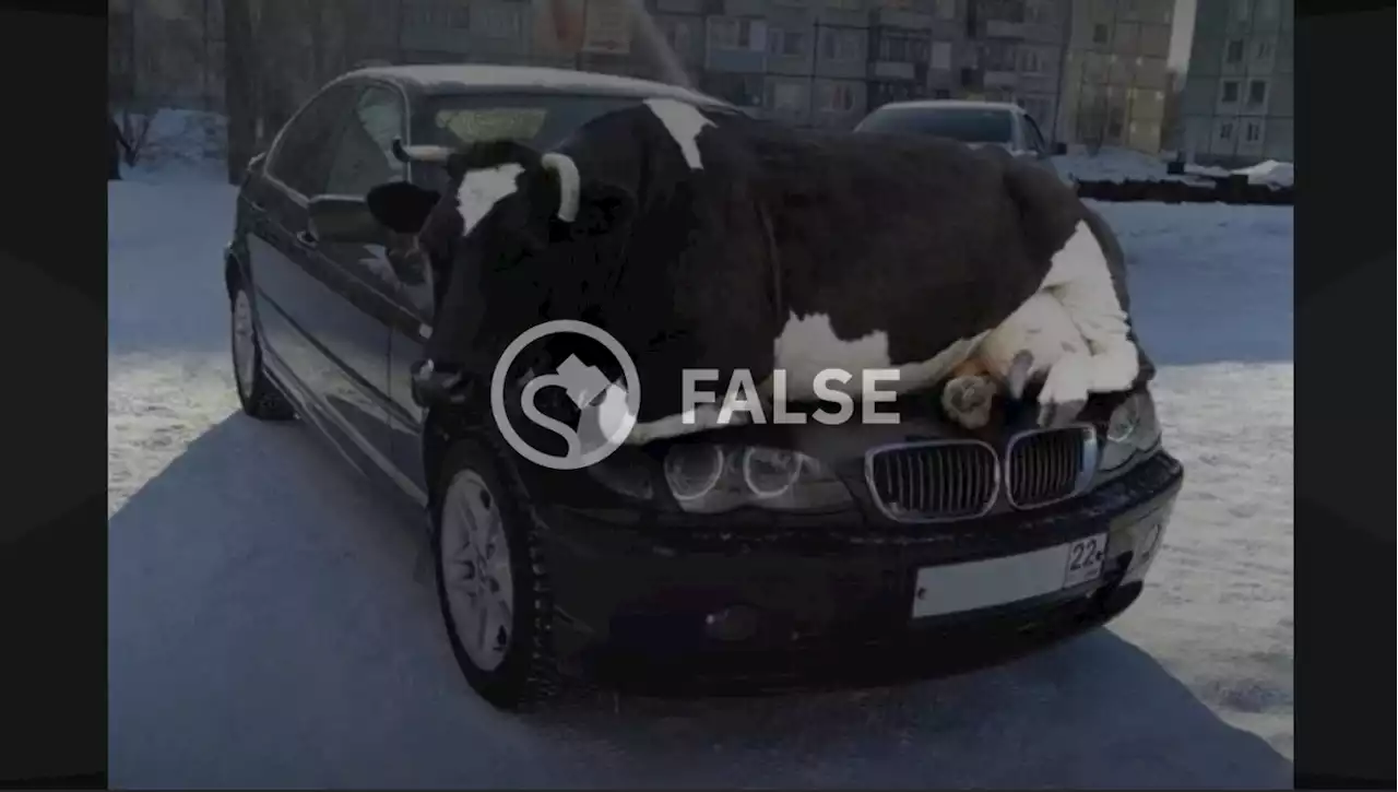 Did a Cow Really Sit on the Hood of this Car?