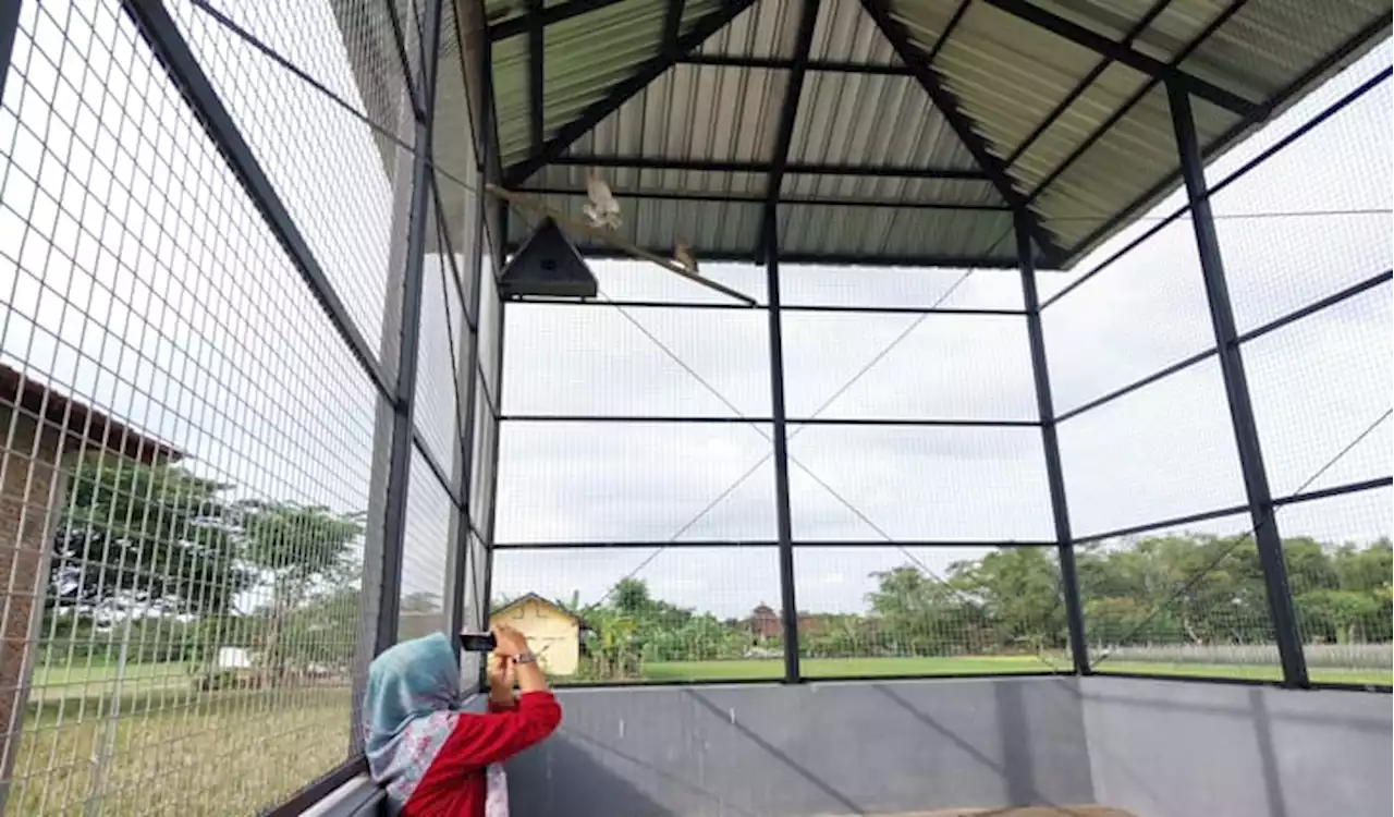 Berantas Tikus Sawah, Petani Kampung Klurahan Sukoharjo Kembangkan Tyto Alba