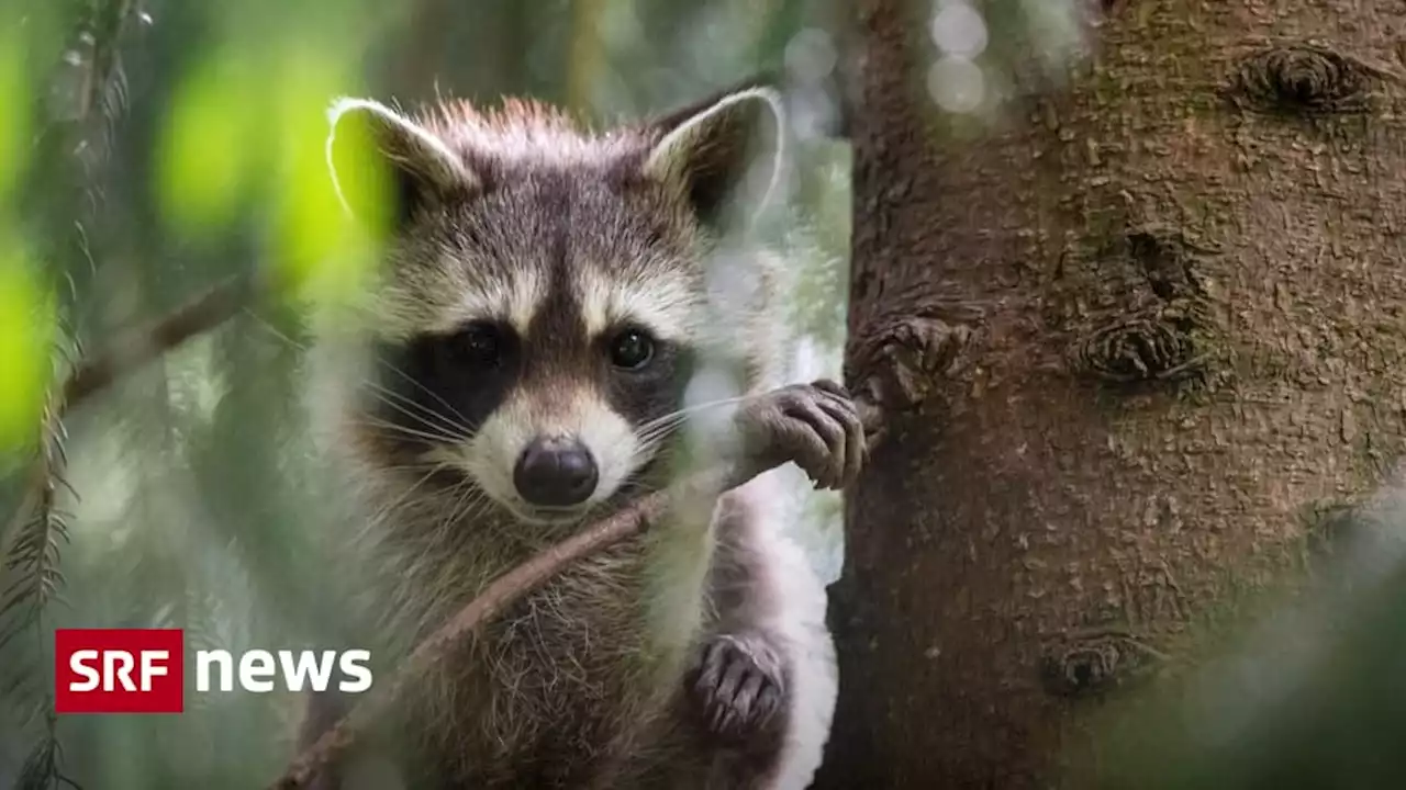 Invasive Tiere - Wenig Erfahrung: Wie jagt man eigentlich einen Waschbären?