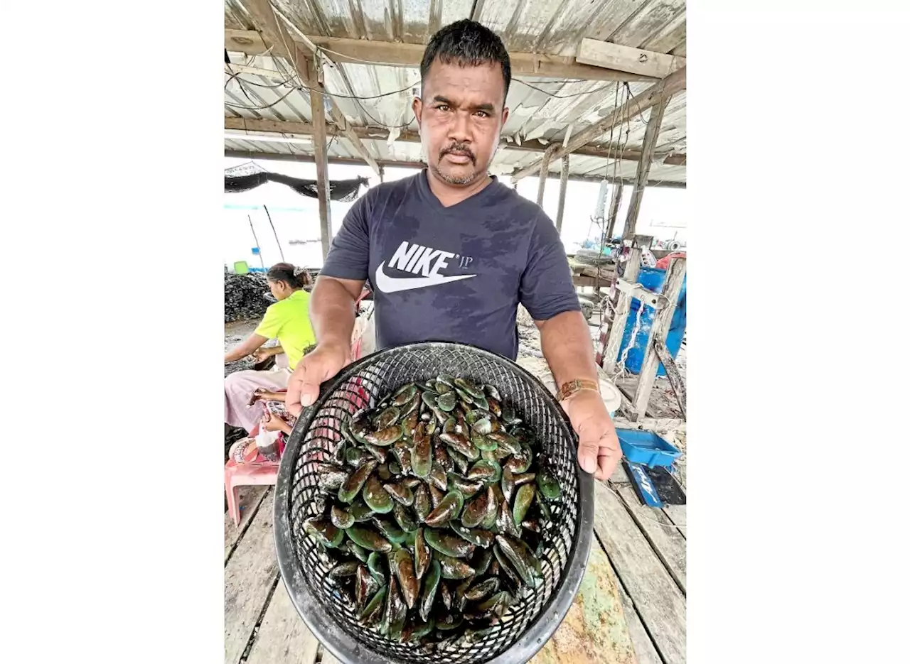 January harvest for Sungai Johor mussel farm