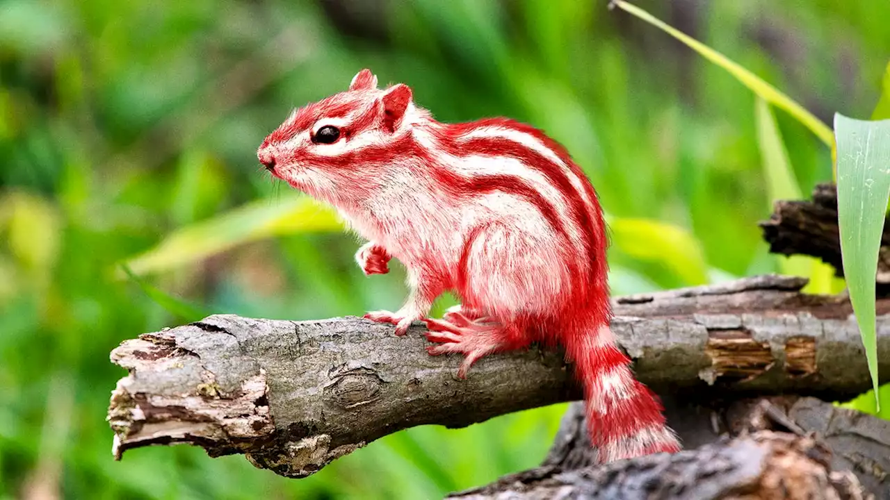 God Releases New Peppermint-Flavored Chipmunks For The Holidays