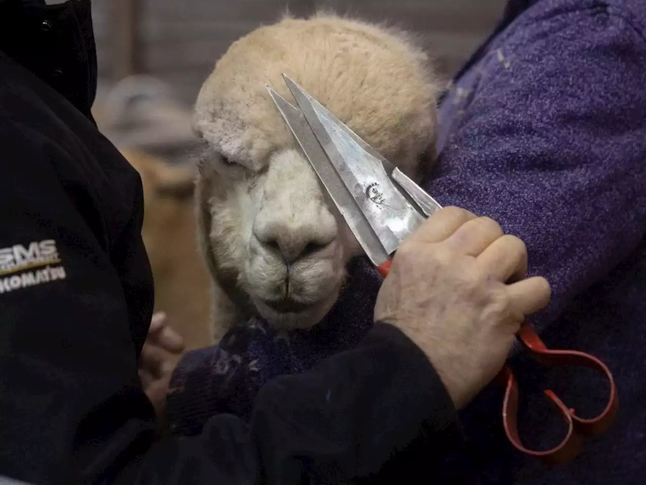 Canadian Western Agribition opens with alpacas on show