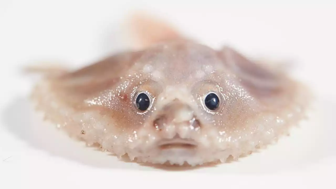 A batfish and a blind eel: Deep sea creatures discovered by researchers in remote ocean