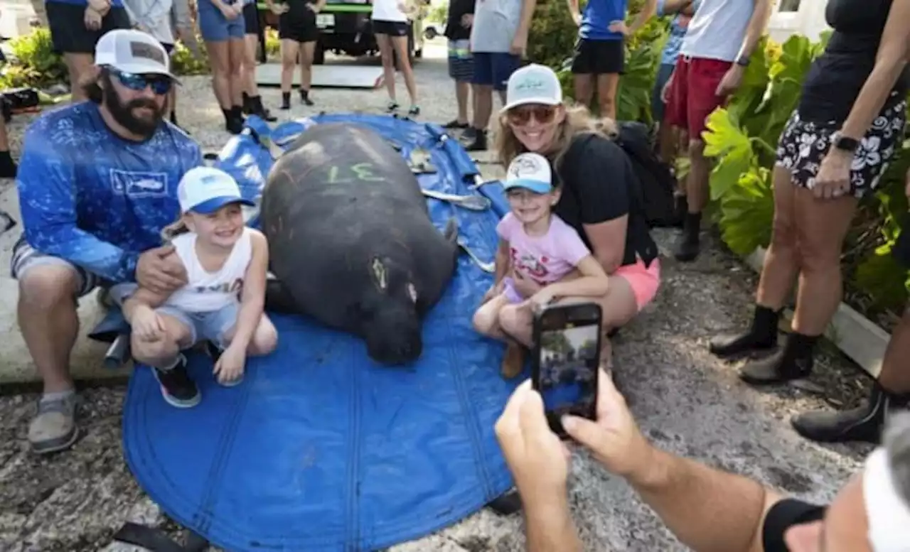 3 rehabilitated manatees released in Florida Keys