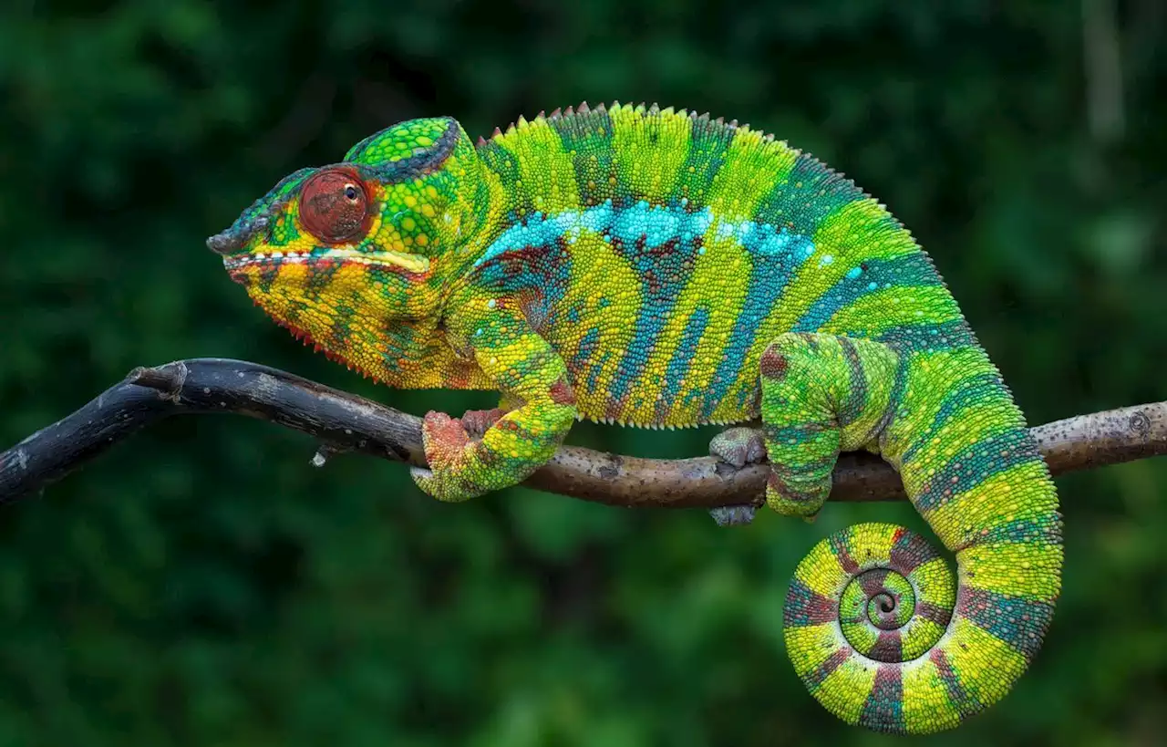 Les amours des animaux : De la couleur pour séduire