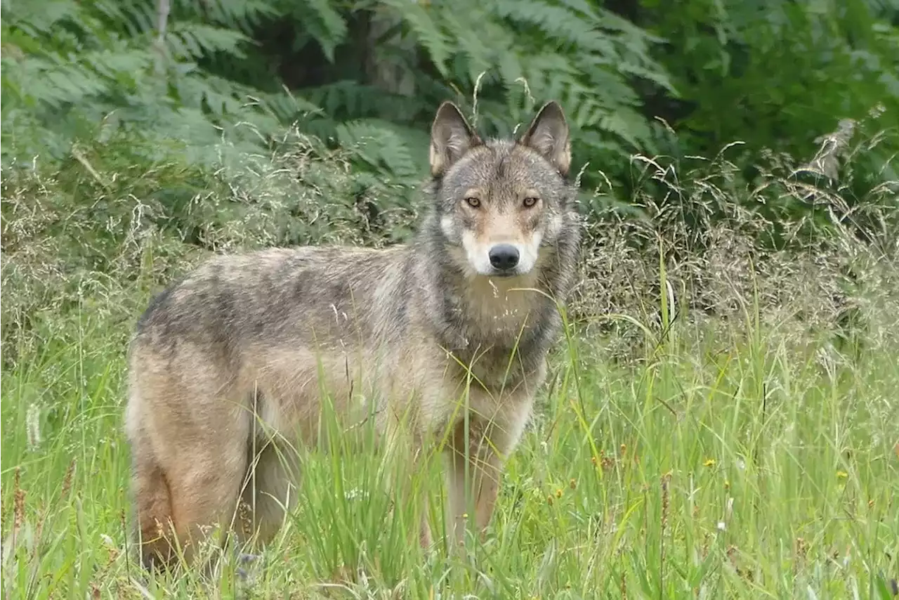 Preliminary announcement of a month-long wolf harvest sparks outcry from trappers