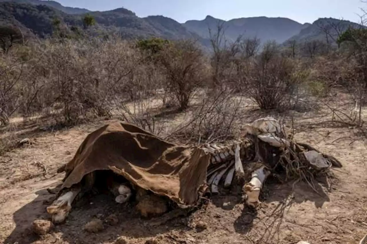 Africa Live this week: 31 October - 6 November 2022 - BBC News
