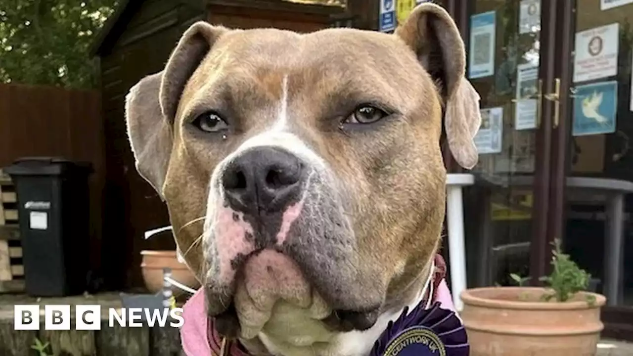 Puppy dubbed Wonky Winnie becomes champion sniffer dog