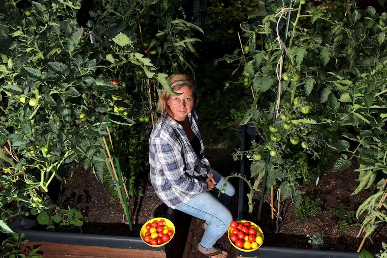 Im Pankower Kleingarten: Urin macht die Tomaten groß