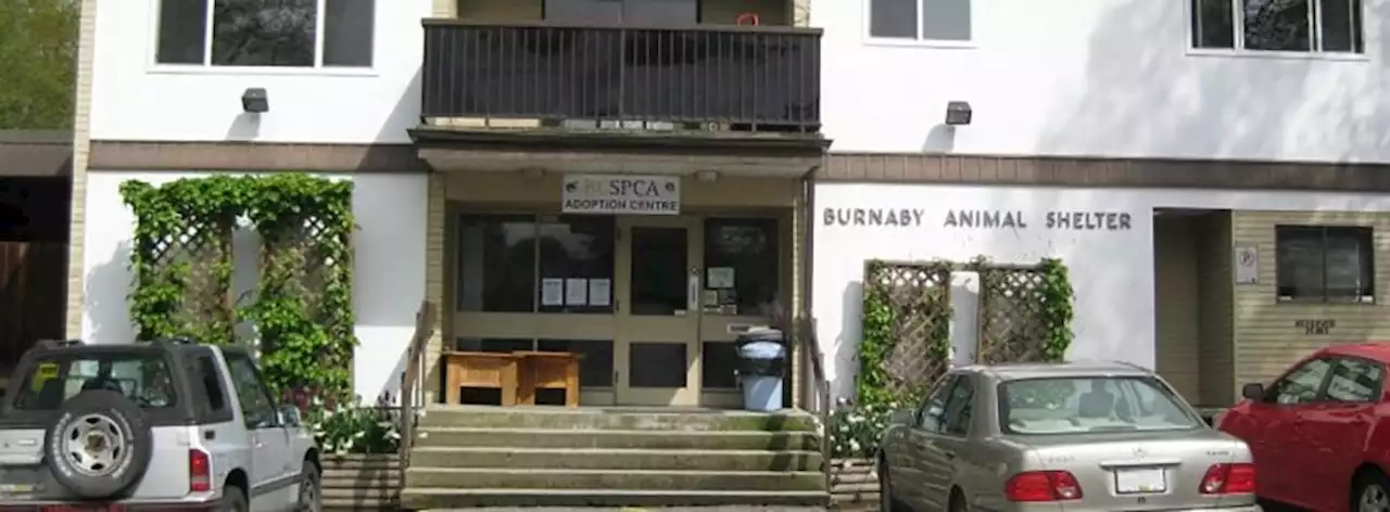 Burnaby SPCA branch chosen for virtual vet care pilot project