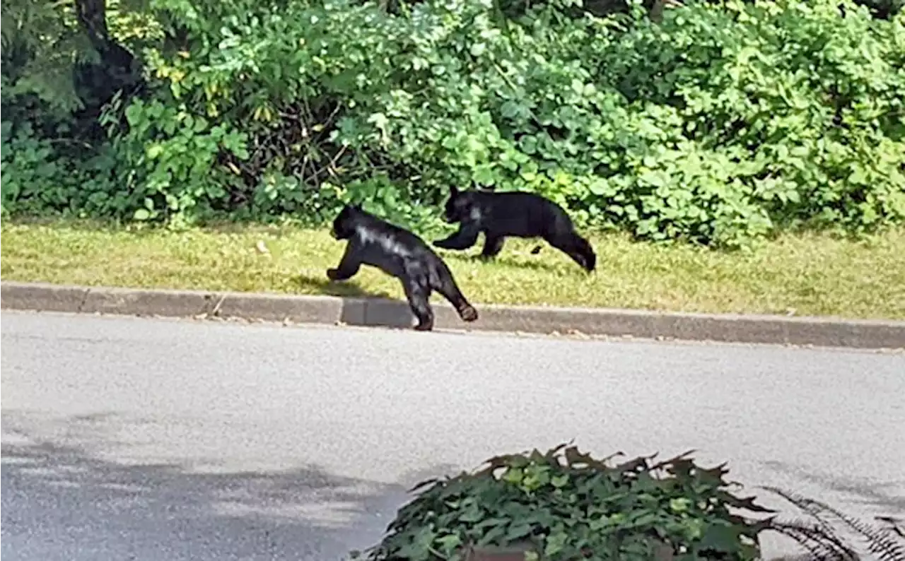 Neighbours concerned new Burnaby fire hall will displace family of black bears