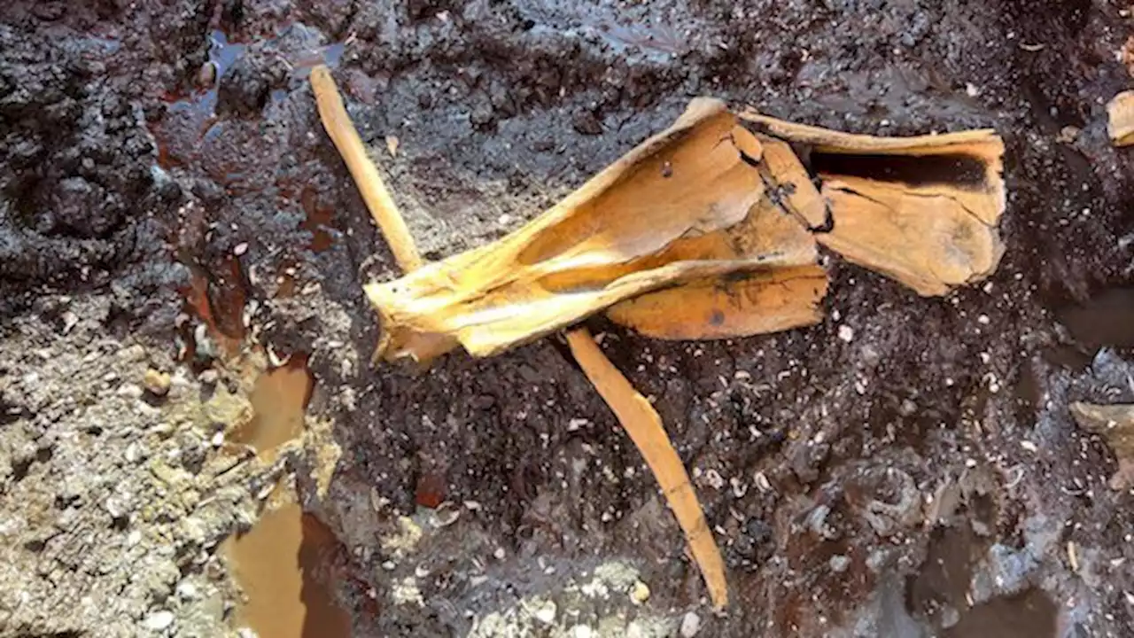 'Quite rare': 12,000 year old bison bones discovered at Saanich construction site