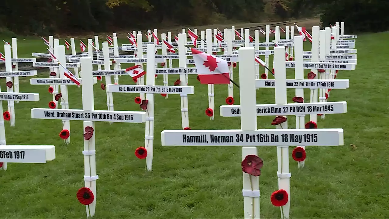 'There were sacrifices made': Field of Crosses, poppy displays for Remembrance Day