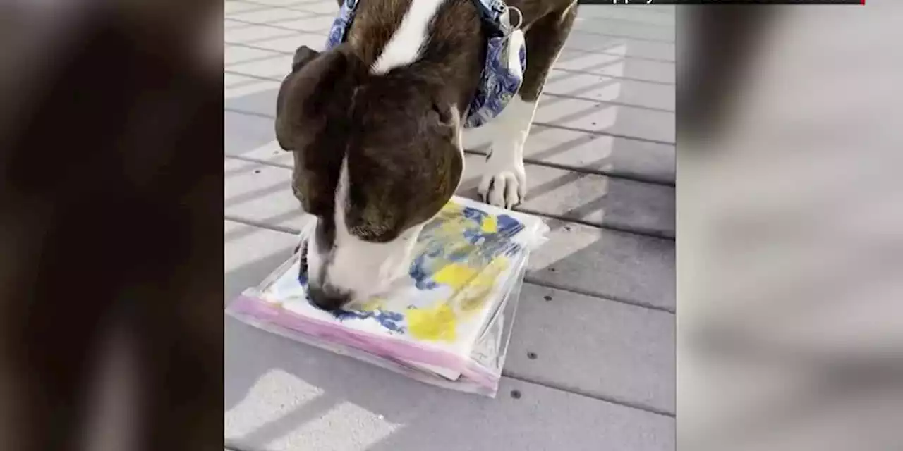 Dog with one ear paints masterpieces with his tongue