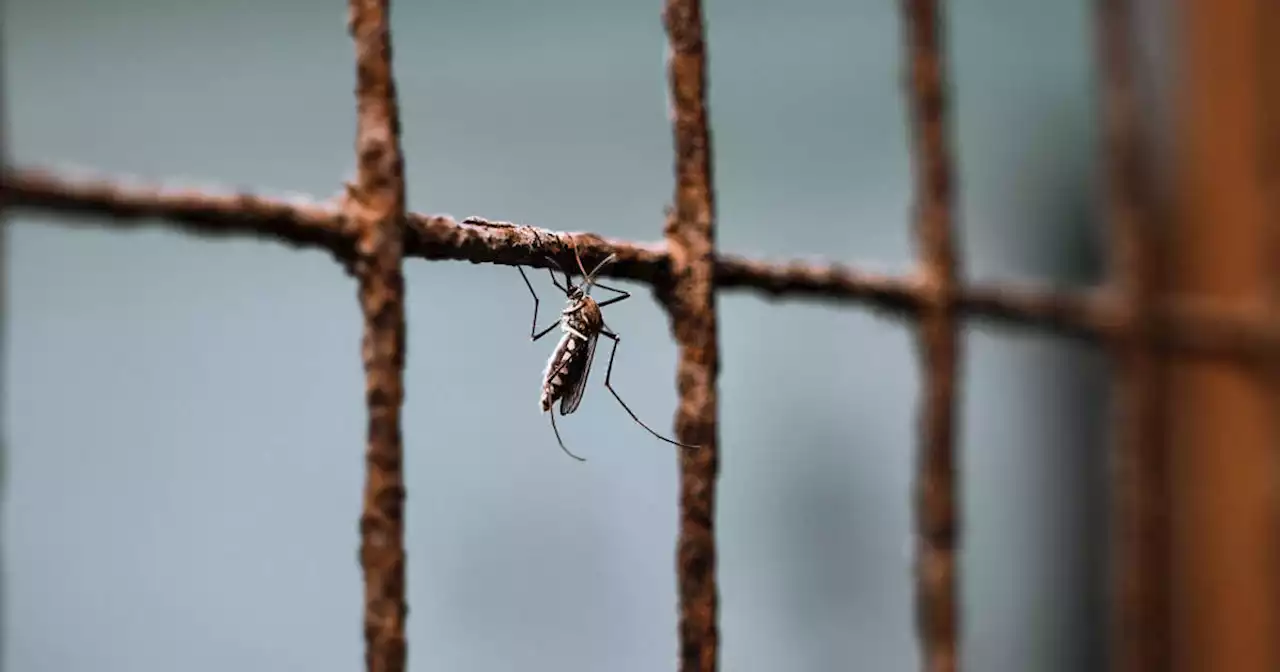 Santé. L’arrivée d’un moustique résistant ébranle l’Afrique dans sa lutte contre le paludisme