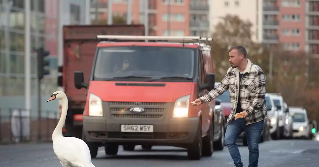 Swan halts traffic in Glasgow as police officer tries to distract it with bread