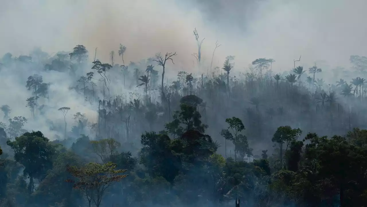 Innerhalb von 60 Tagen: Oberstes Gericht beschließt Freigabe des Amazonasfonds