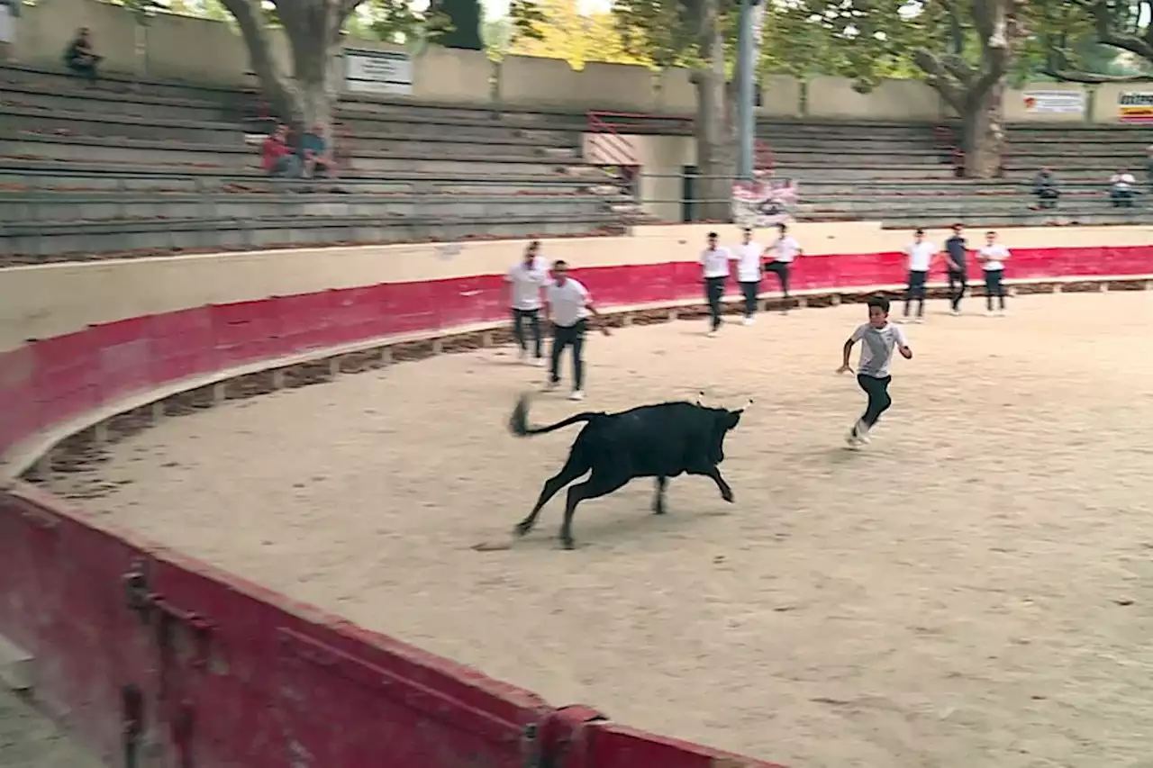 Gard : opération détection de jeunes talents, la Fédération française de la course camarguaise recrute