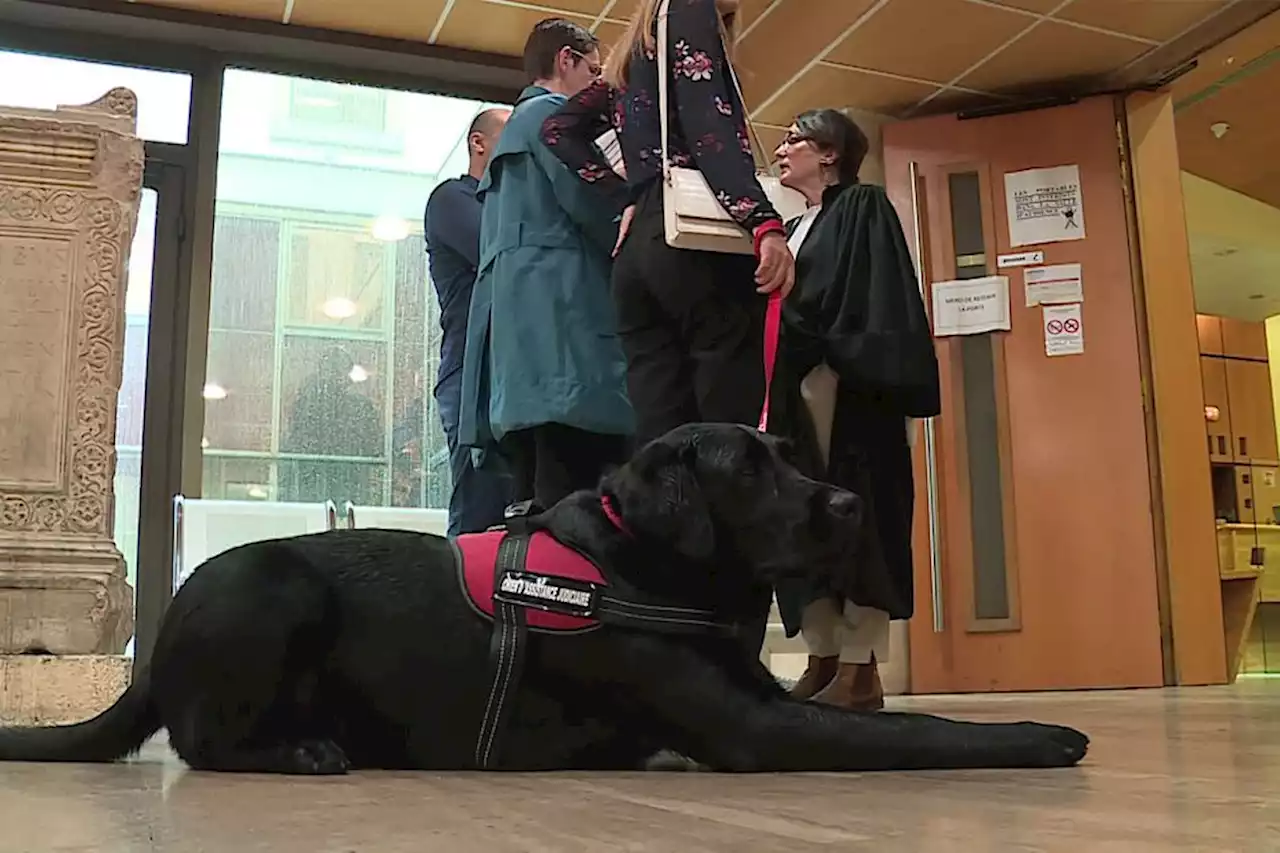 Rencontre avec Rancho, le chien qui assiste les victimes au tribunal de Nîmes