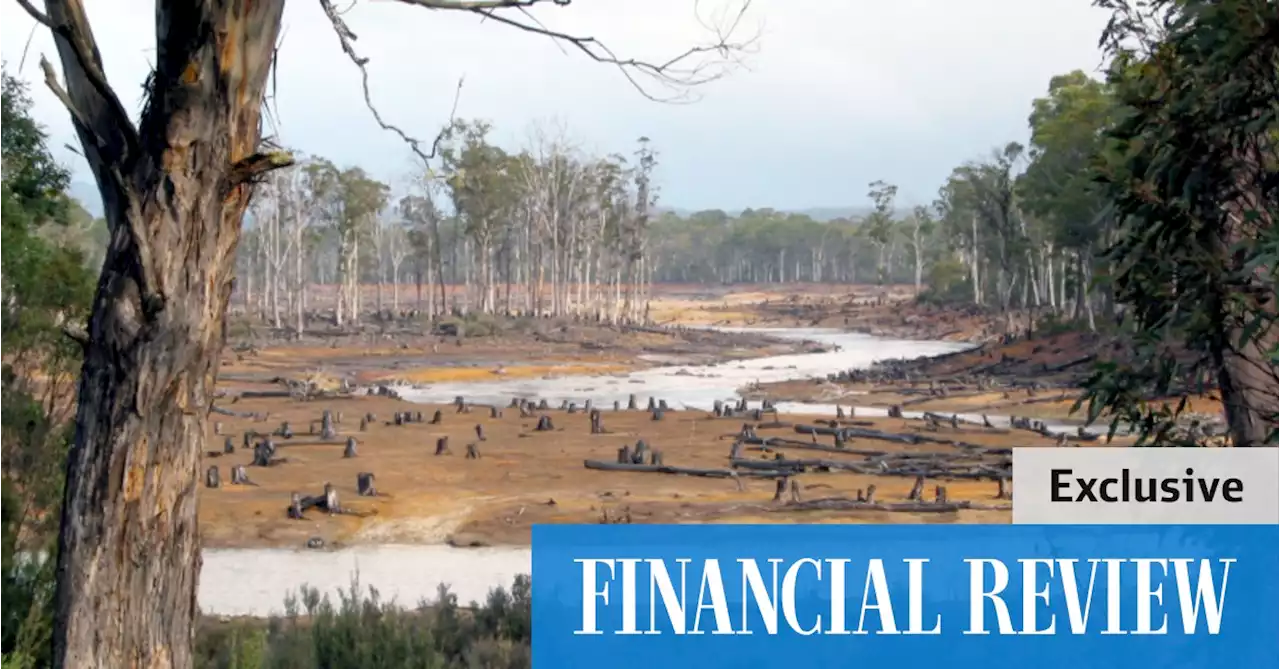 Labor set to join global 2030 deforestation ban in carbon credit boost