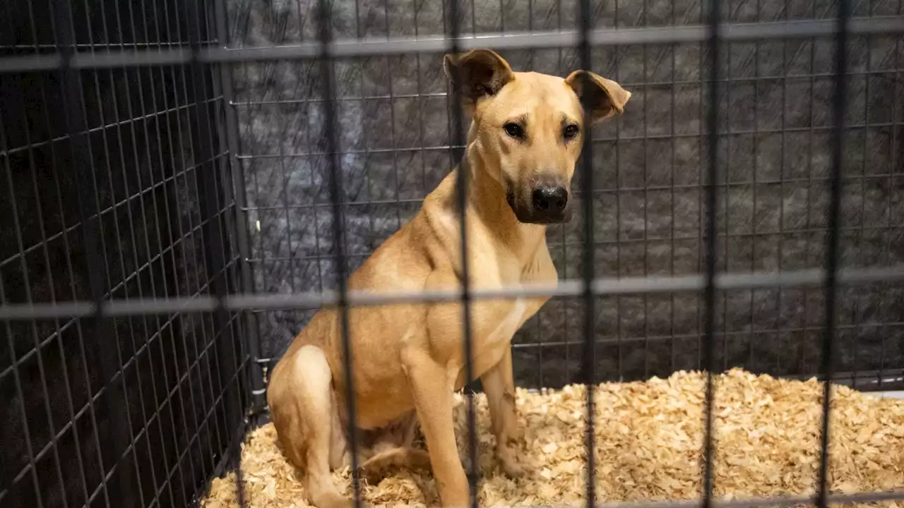 Dogs rescued from South Korean dog meat farms arrive in US for adoption