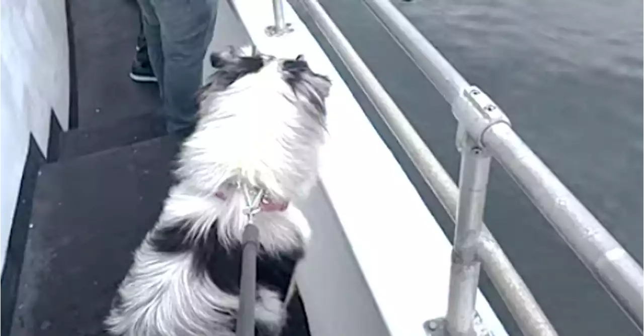 Dog's Intense Wonder In Face-To-Face Encounter With Sea Creature Is A Delight