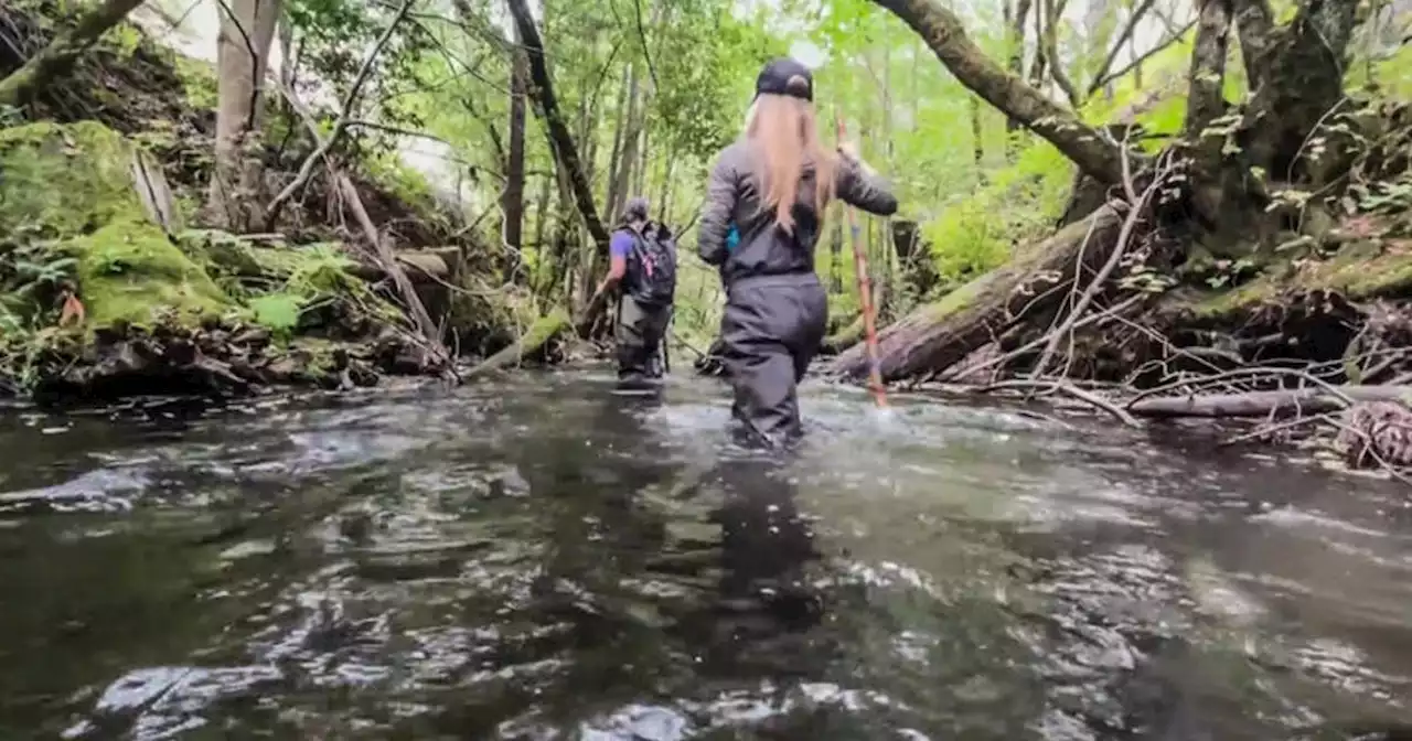 Drought impact on Russian River watershed challenging fish survival