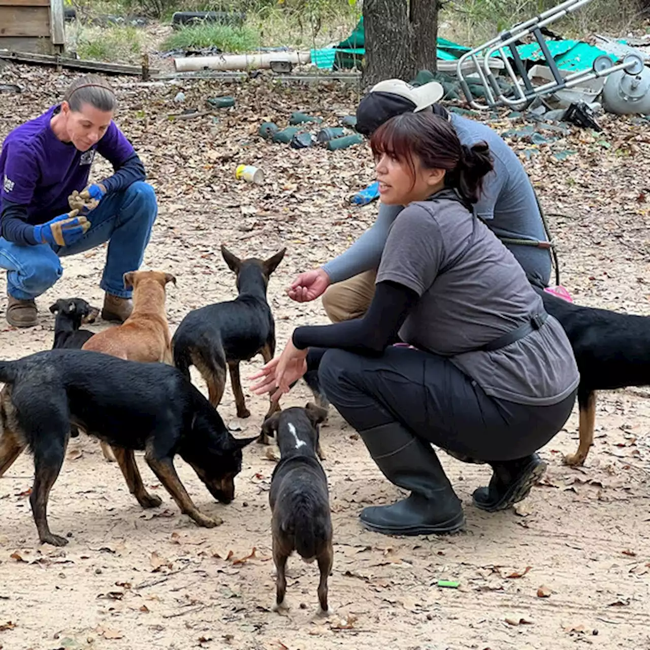 SPCA rescues 18 dogs from Kaufman County - KRLD News