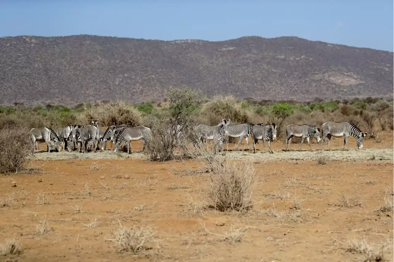 Hundreds of elephants, zebras die as drought grips Kenya