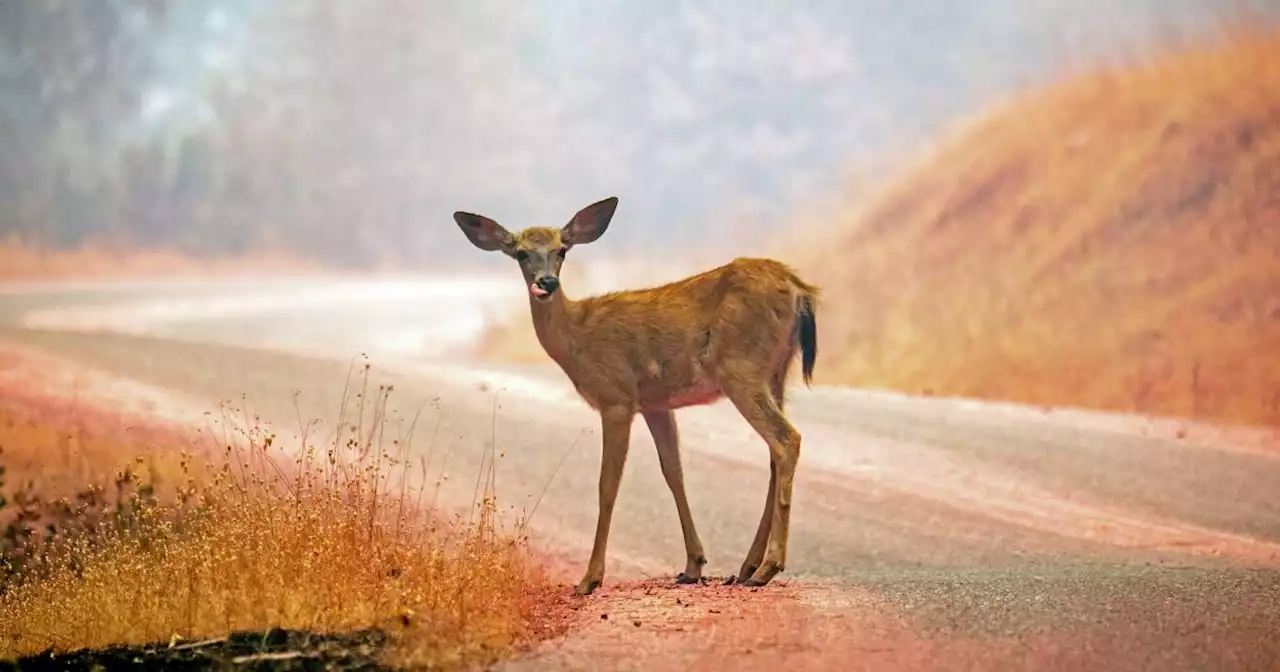 The End Of Daylight Saving Time Means An Uptick In Vehicles Crashing Into Deer