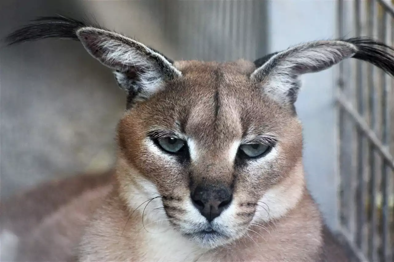 Surprise, lors d'une perquisition à Roubaix : les gendarmes tombent nez-à-nez avec un caracal