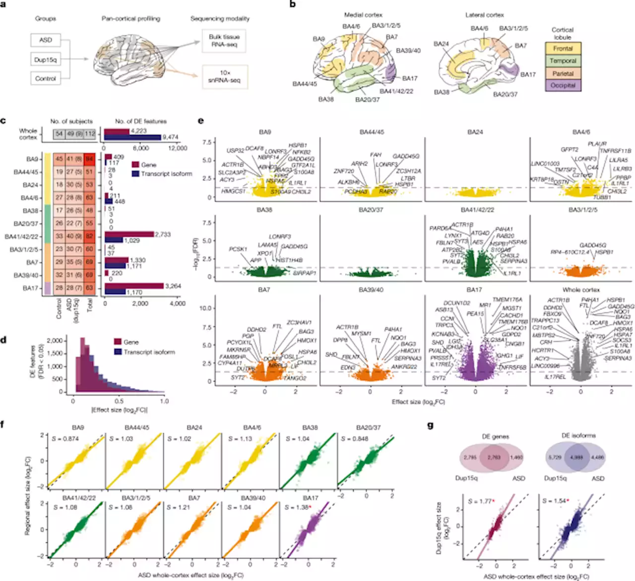 Broad transcriptomic dysregulation occurs across the cerebral cortex in ASD - Nature