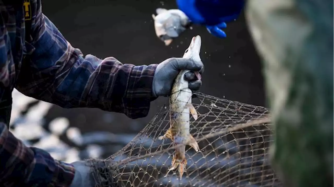 Zwölf Fischereien melden Verluste nach Fischsterben in der Oder