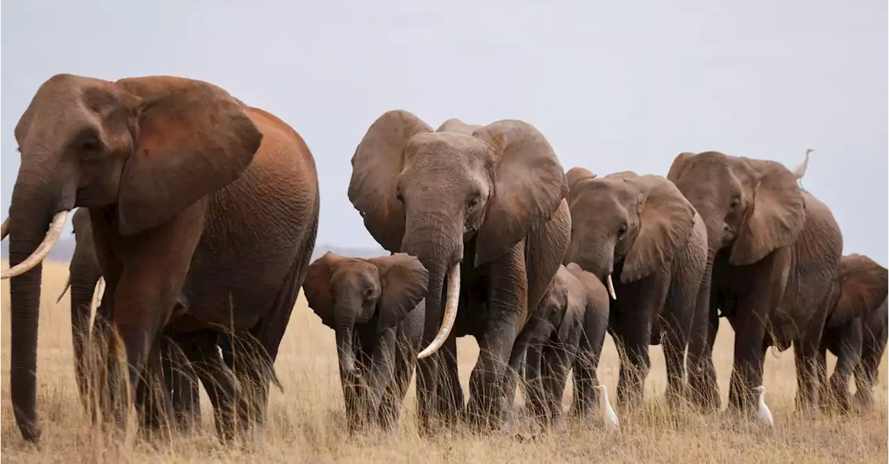 Drought has killed 205 Kenyan elephants in 10 months, minister says