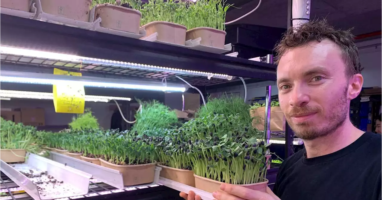 Former chef turns to urban farming under Sydney business district