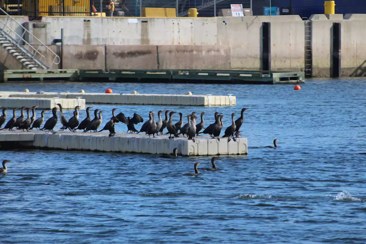 ‘I’m just shocked:’ P.E.I. sees record high temperatures in October | SaltWire