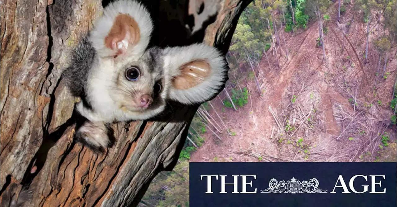 Logging agency VicForests failed to protect endangered possums, court finds