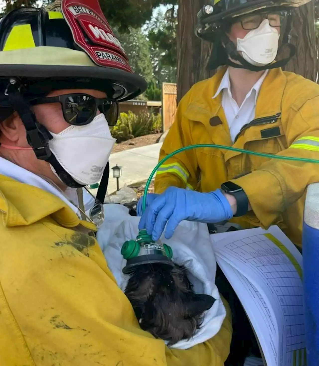 Washington State kitty named after David Hasselhoff survives house fire