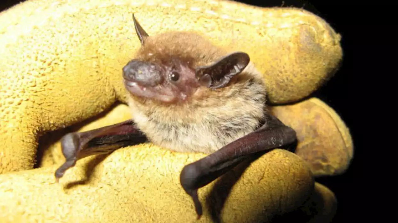 Now is time to block bats from getting into your home, FWC says